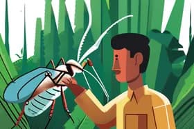 森林砍伐迫使蚊子叮咬人类