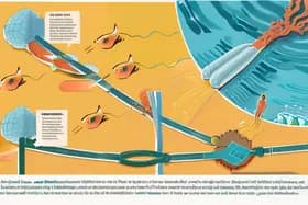 グレートバリアリーフ:私たちは重要な解決策を見逃しているのか?