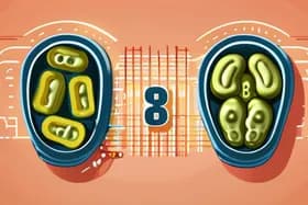 新研究发现维生素B1与肠道蠕动有关