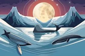 आर्कटिक व्हेल नासा के चंद्रमा मिशन में बिजली संकट के कारण शांत हो गईं