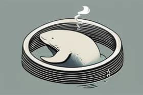 Arctic Noise Silences Narwhals; Ring Finds Lost Dogs for Everyone