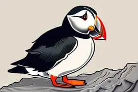 अभी-अभी: पफ़िन आबादी खतरे में? स्कोमर द्वीप को अब आपकी ज़रूरत है!